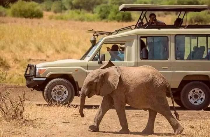 Safari Wildlife